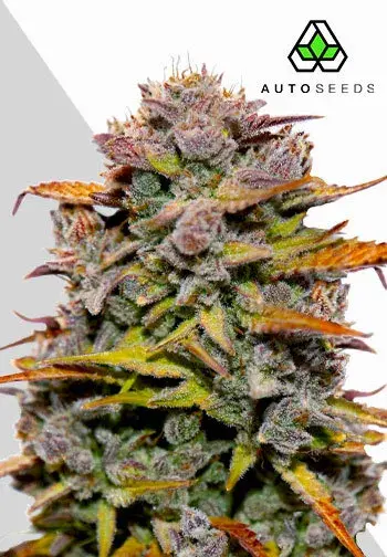 Cannabis Seeds = Fat Bastard Auto Cannabis Seeds By Auto Seeds.