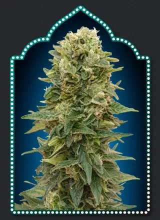 Female Mix Feminised Cannabis Seeds | OO Seeds 