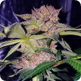 Mimosa Feminised Cannabis Seeds | OO Seeds