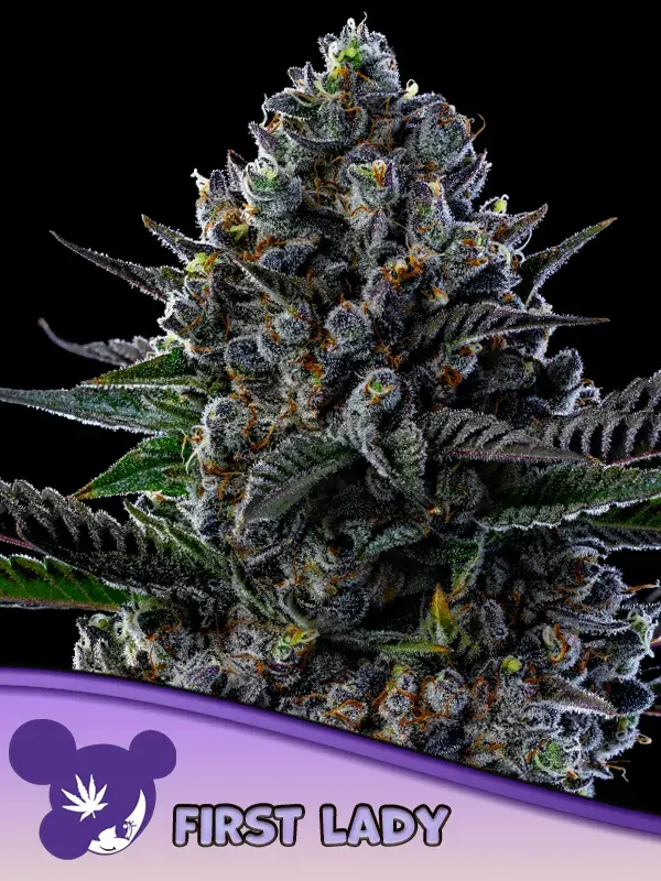 First Lady Feminised Cannabis Seeds - Anesia Seeds.