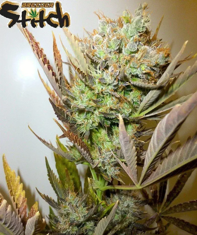 Ace Auto Feminised Cannabis Seeds | Flash Autos