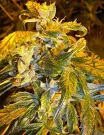 Annapurna Feminised Cannabis Seeds