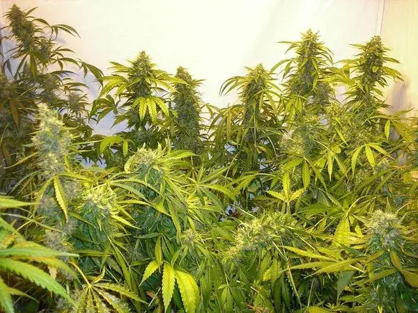 Black Samba Feminised Cannabis Seeds