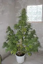Chaze Feminised Cannabis Seeds