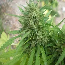 Copacabana Auto Feminised Cannabis Seeds
