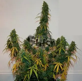 Formula One Auto Feminised Cannabis Seeds