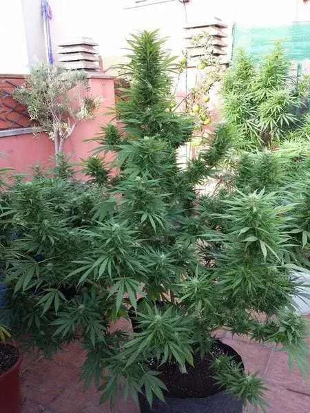 Jamaican Berry Auto Feminised Cannabis Seeds | Flash Super Autos
