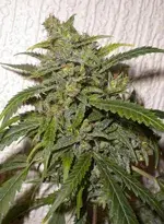 Nirvana Sky Feminised Cannabis Seeds