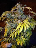 Number One Feminised Cannabis Seeds