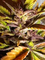 Purple Mazar Feminised Cannabis Seeds