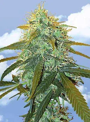 Skunk #1 Feminised Cannabis Seeds