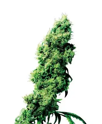 Four Way Regular Cannabis Seeds | Sensi Seeds 