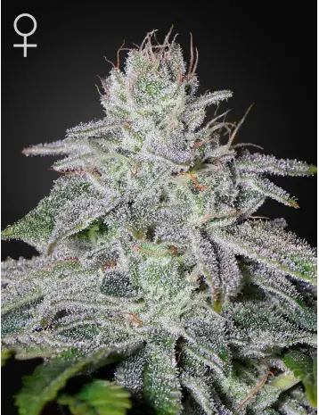 Franco's Lemon Cheese Feminised Cannabis Seeds | Green House Seeds