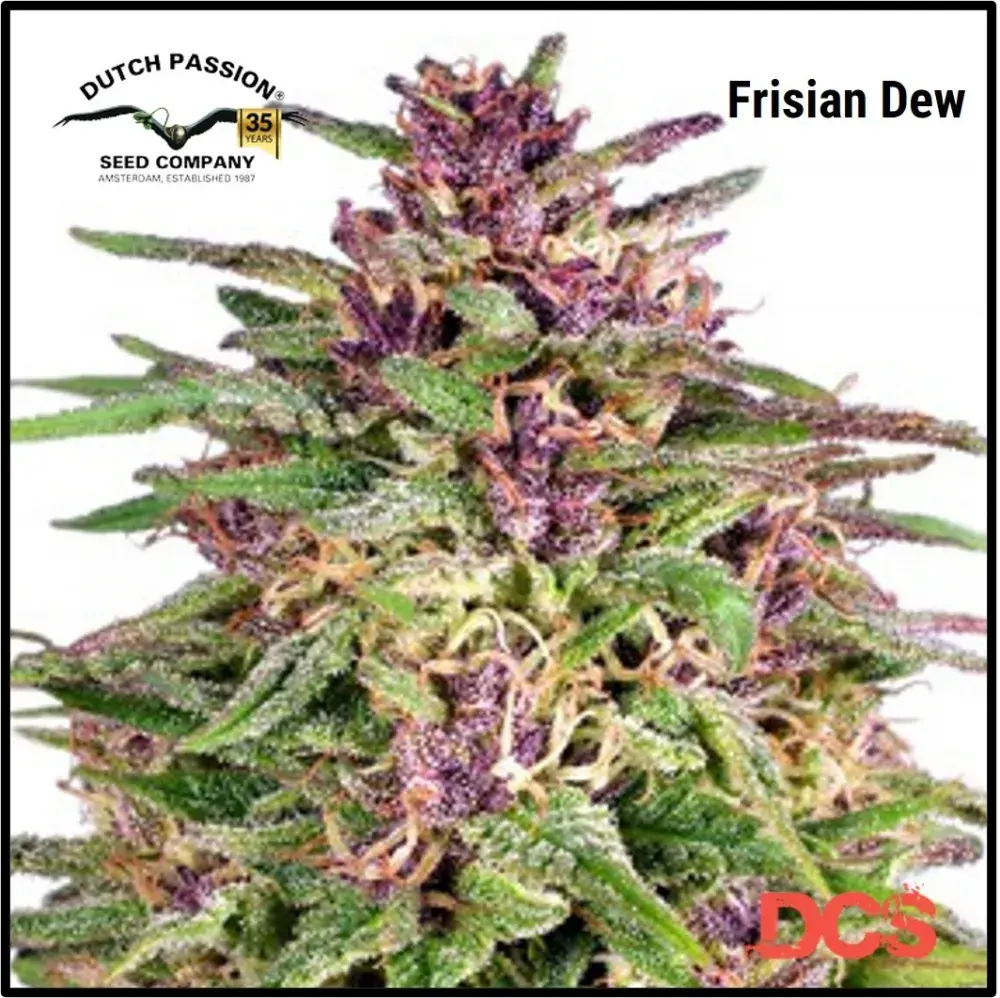 Frisian Dew Feminised Cannabis Seeds | Dutch Passion