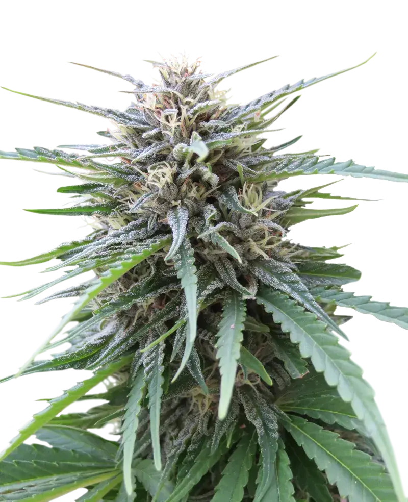 Frizzy Kush Feminised Cannabis Seeds | Seed Stockers