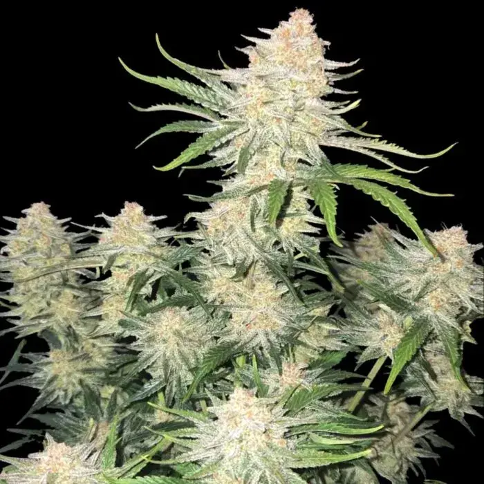 Frostbanger Auto Feminised Cannabis Seeds | Fast Buds.