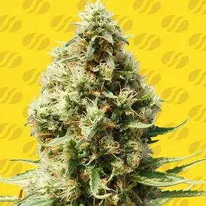 Frosted Guava Auto Feminised Cannabis Seeds | Original Sensible Seeds