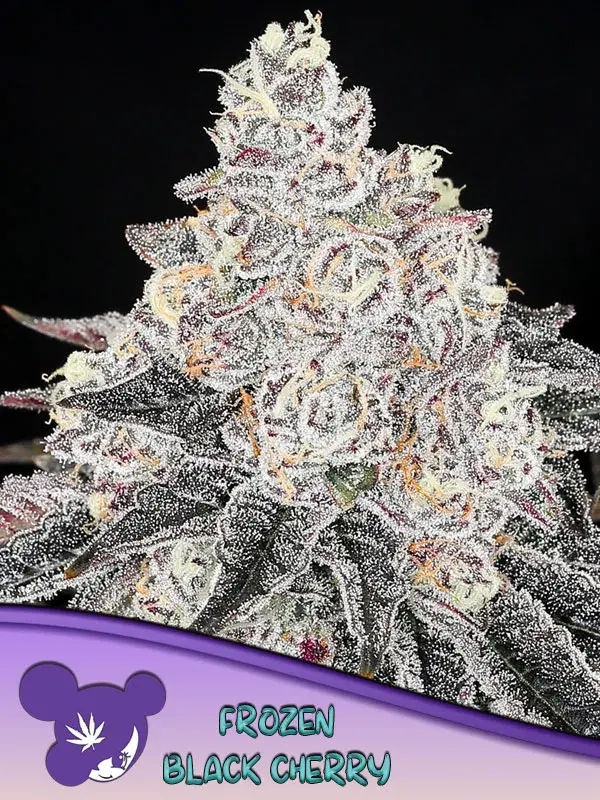 Frozen Black Cherry Feminised Cannabis Seeds - Anesia Seeds