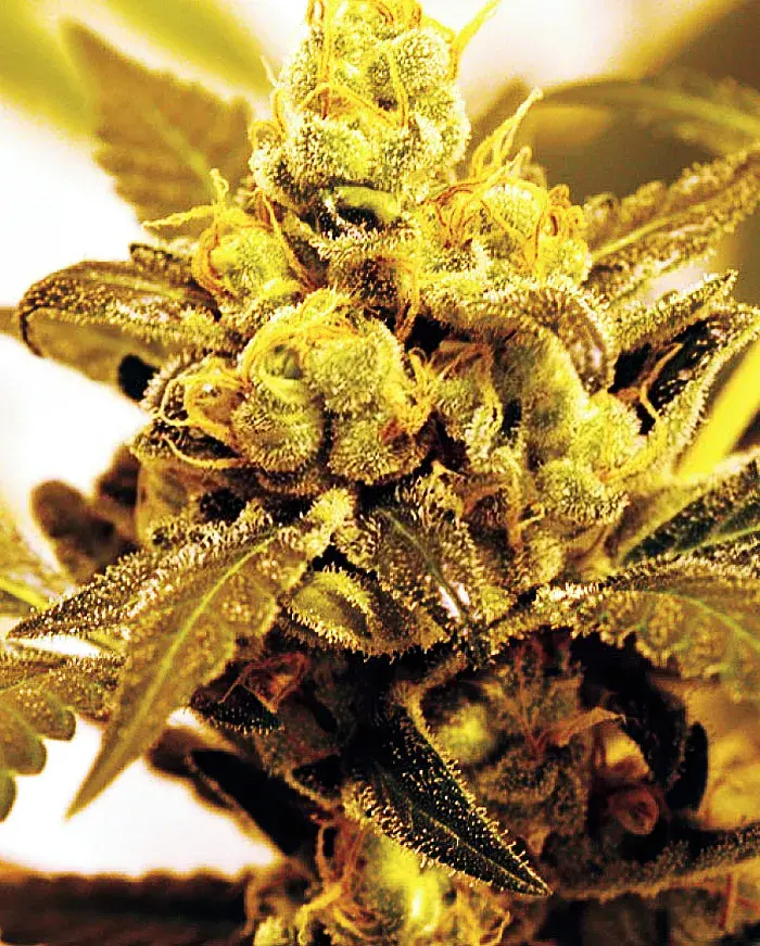 Fruit Salad Feminised Cannabis Seeds | Expert Seeds