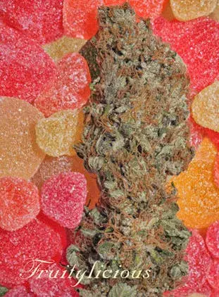Fruitylicious Feminised Cannabis Seeds