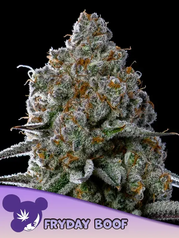 Fryday Boof Feminised Cannabis Seeds - Anesia Seeds.