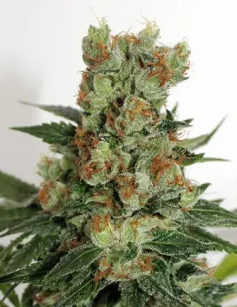Fuel OG Feminised Cannabis Seeds