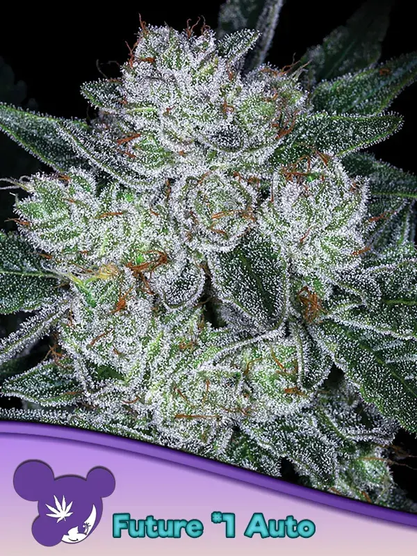 Auto Future Feminised Cannabis Seeds - Anesia Seeds