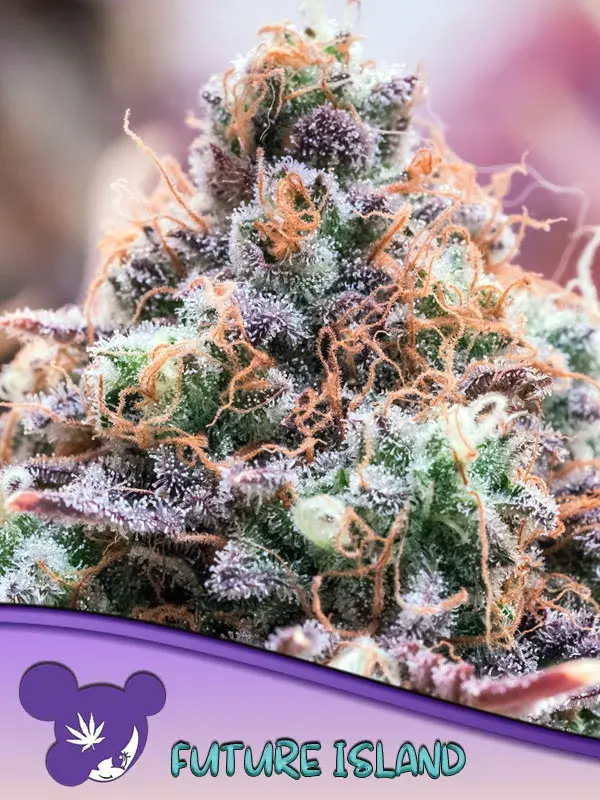 Future Island Feminised Cannabis Seeds - Anesia Seeds