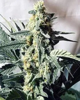 G13 x Widow Regular Cannabis Seeds | Mr Nice Seeds