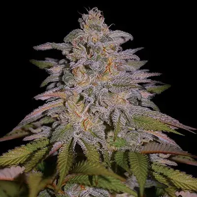 Glazed Gushers Feminised Cannabis Seeds | G13 Labs.