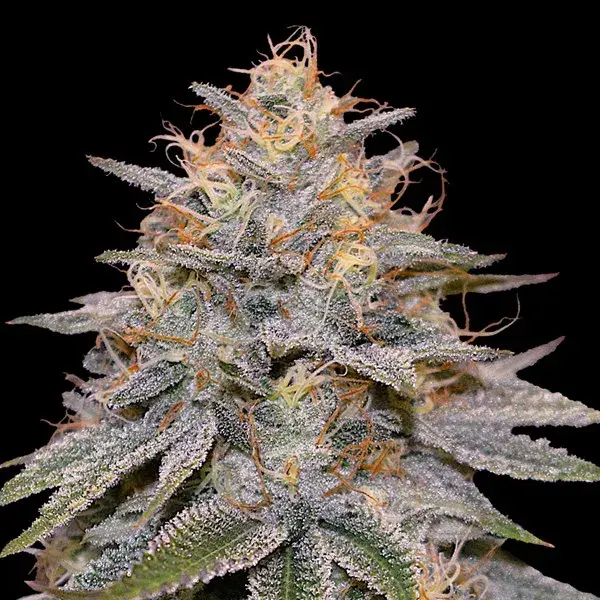 Orange Frappe Feminised Cannabis Seeds | G13 Labs.