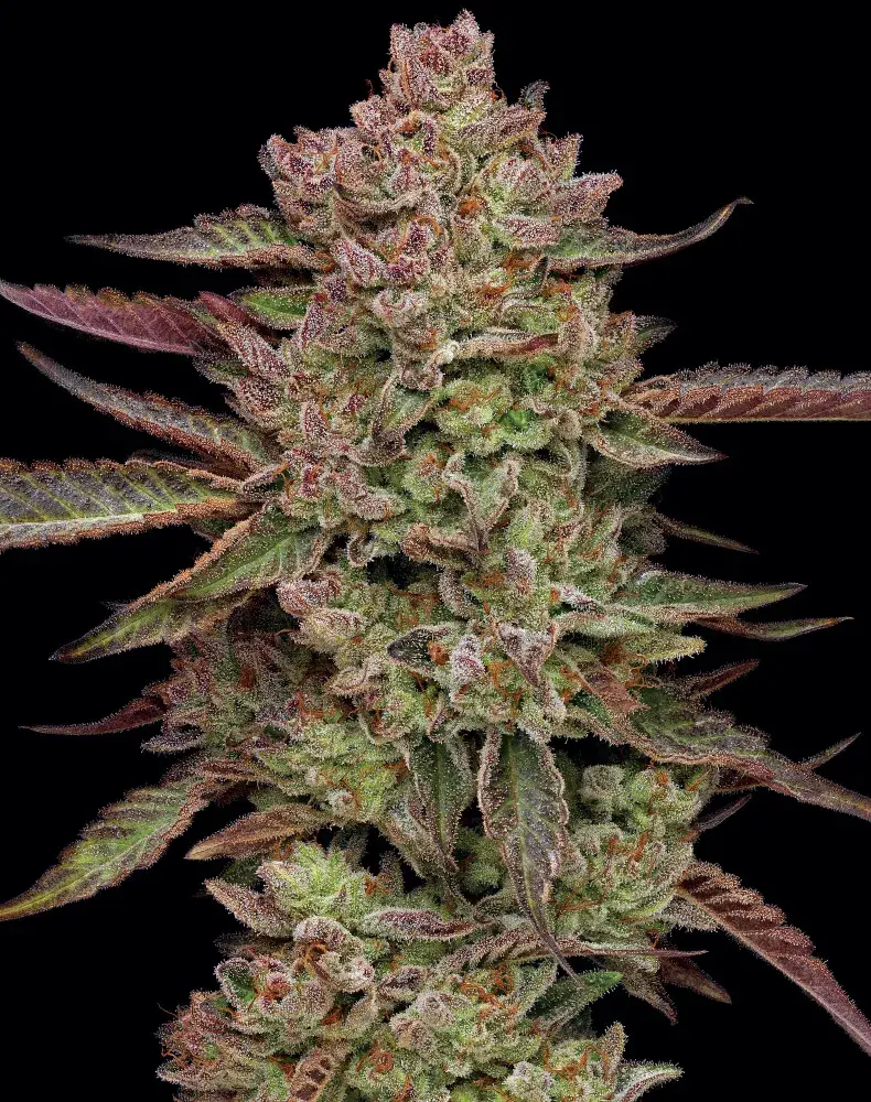 Gazzurple Feminised Cannabis Seeds - Humboldt Seed Company.