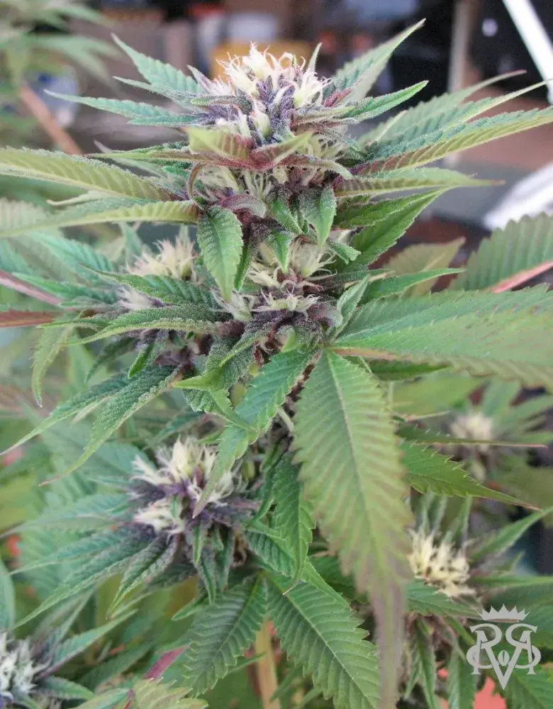 Sick Meds Green Crack Feminised Cannabis Seeds