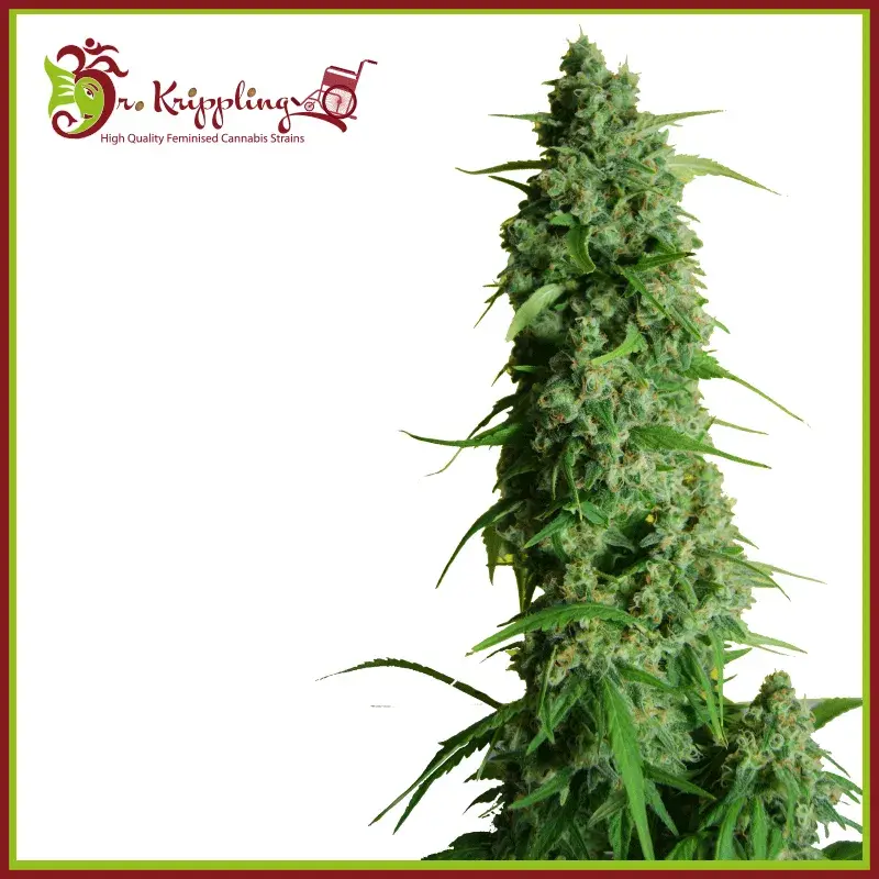GGG 1 – Guys Girl Scout Cookie Glue Auto Feminised Cannabis Seeds | Dr Krippling 