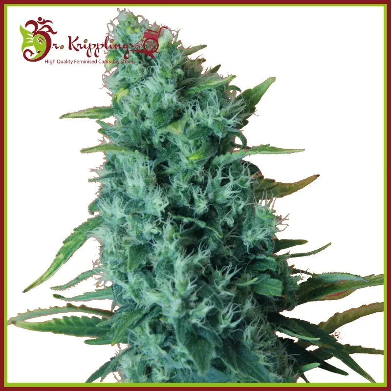 GGG 2 –  Gorilla Infested Gelato Auto Feminised Cannabis Seeds | Dr Krippling 