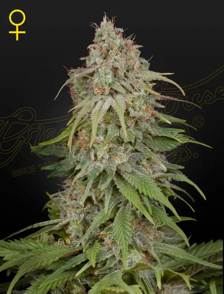 GH Amnesia Feminised Cannabis Seeds | Green House Seeds