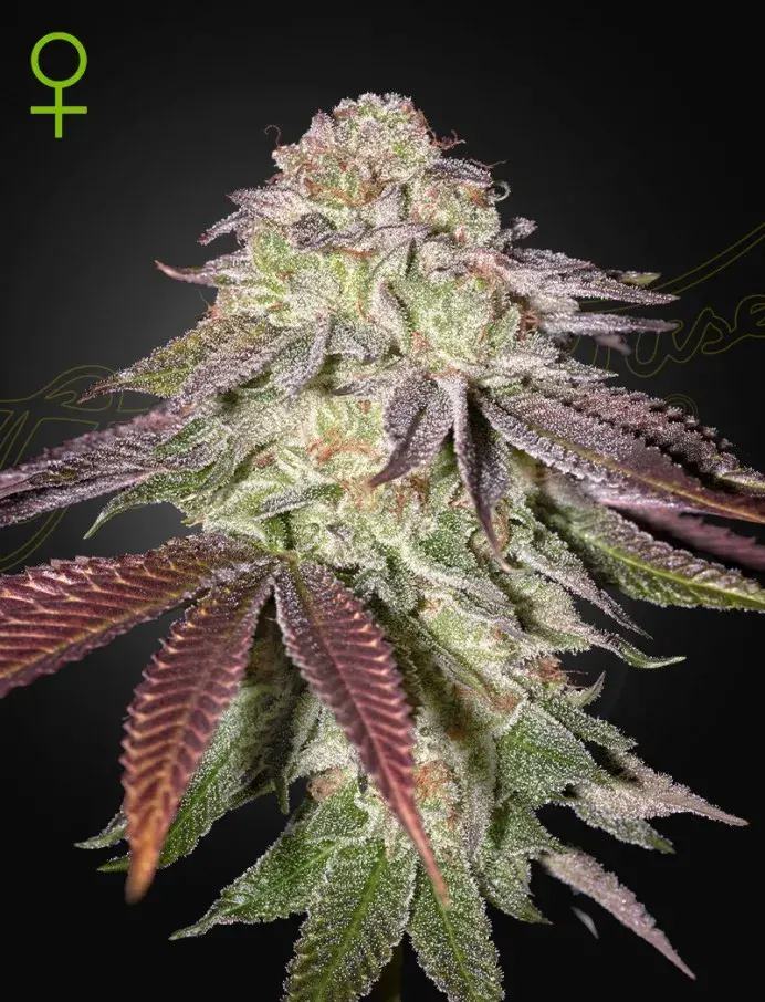 Sugarlato Auto Feminised Cannabis Seeds | Greenhouse Seeds