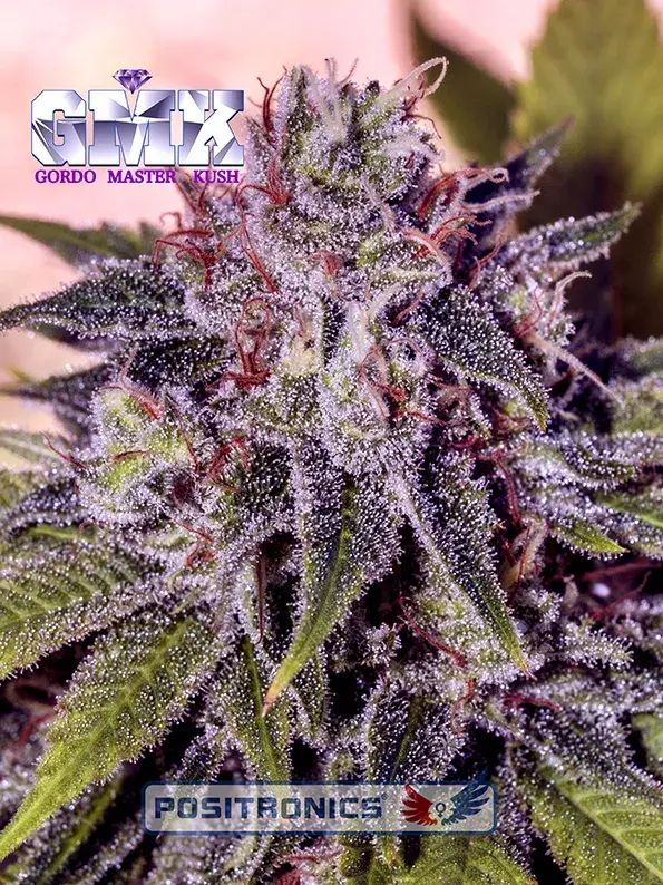 GMK (Gordo Master Kush) Feminised Cannabis Seeds | Positronics