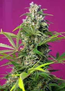 Gorilla Girl Feminised Cannabis Seeds | Sweet Seeds