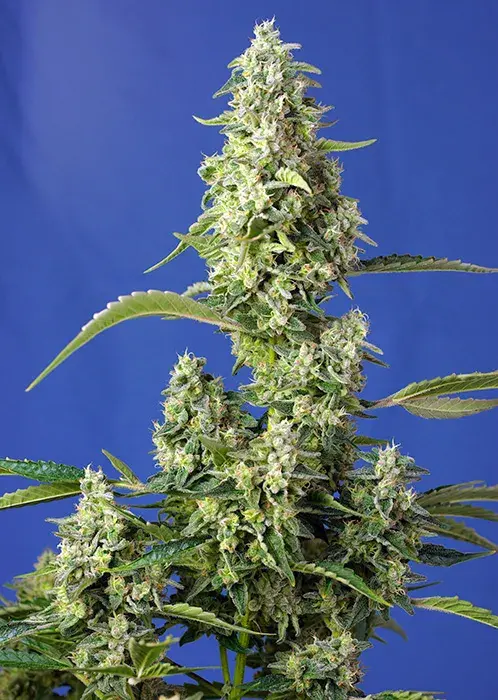 Gorilla Girl XL Auto Feminised Cannabis Seeds | Sweet Seeds