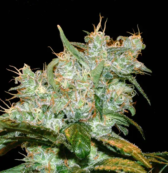AK Auto Goxuak Feminised Cannabis Seeds