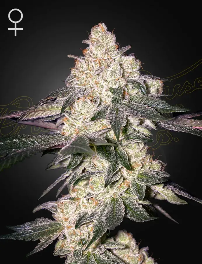 Moweeto Feminised Cannabis Seeds | Greenhouse Seeds