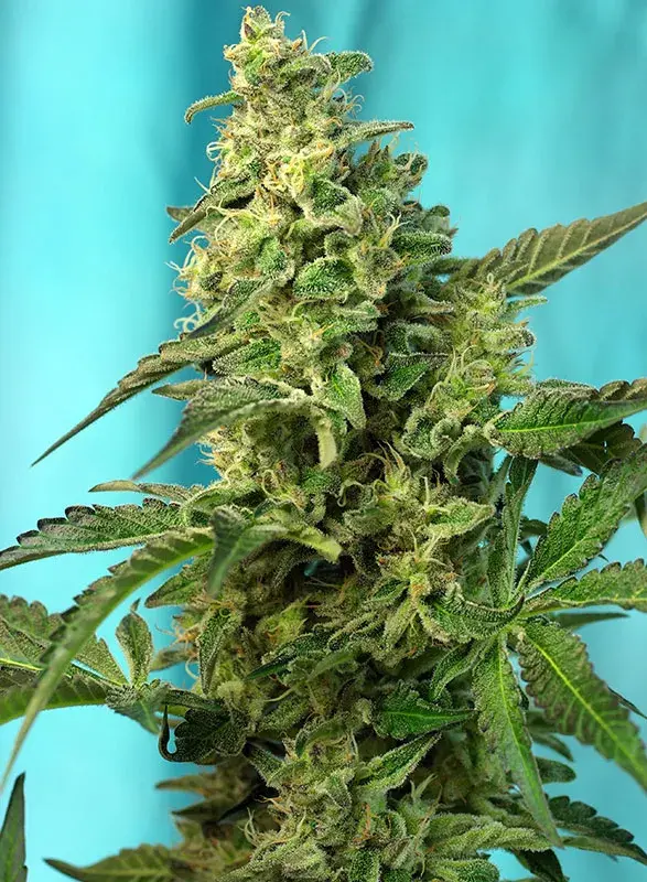 Green Poison Fast V Feminised Cannabis Seeds | Sweet Seeds