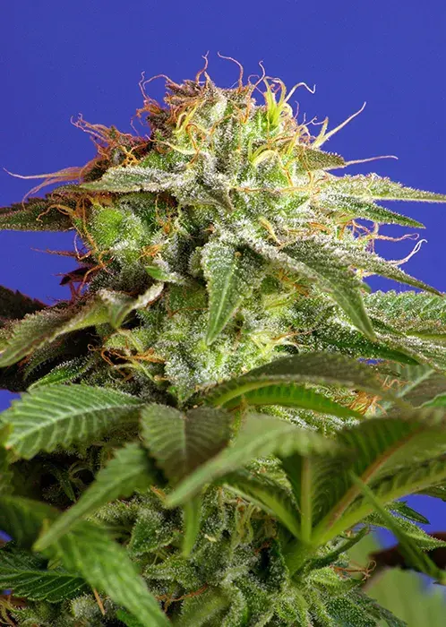 Green Poison Feminised Cannabis Seeds | Sweet Seeds