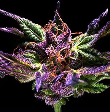 Original Grand Daddy Purp Regular Cannabis Seeds | Grand Daddy Purp