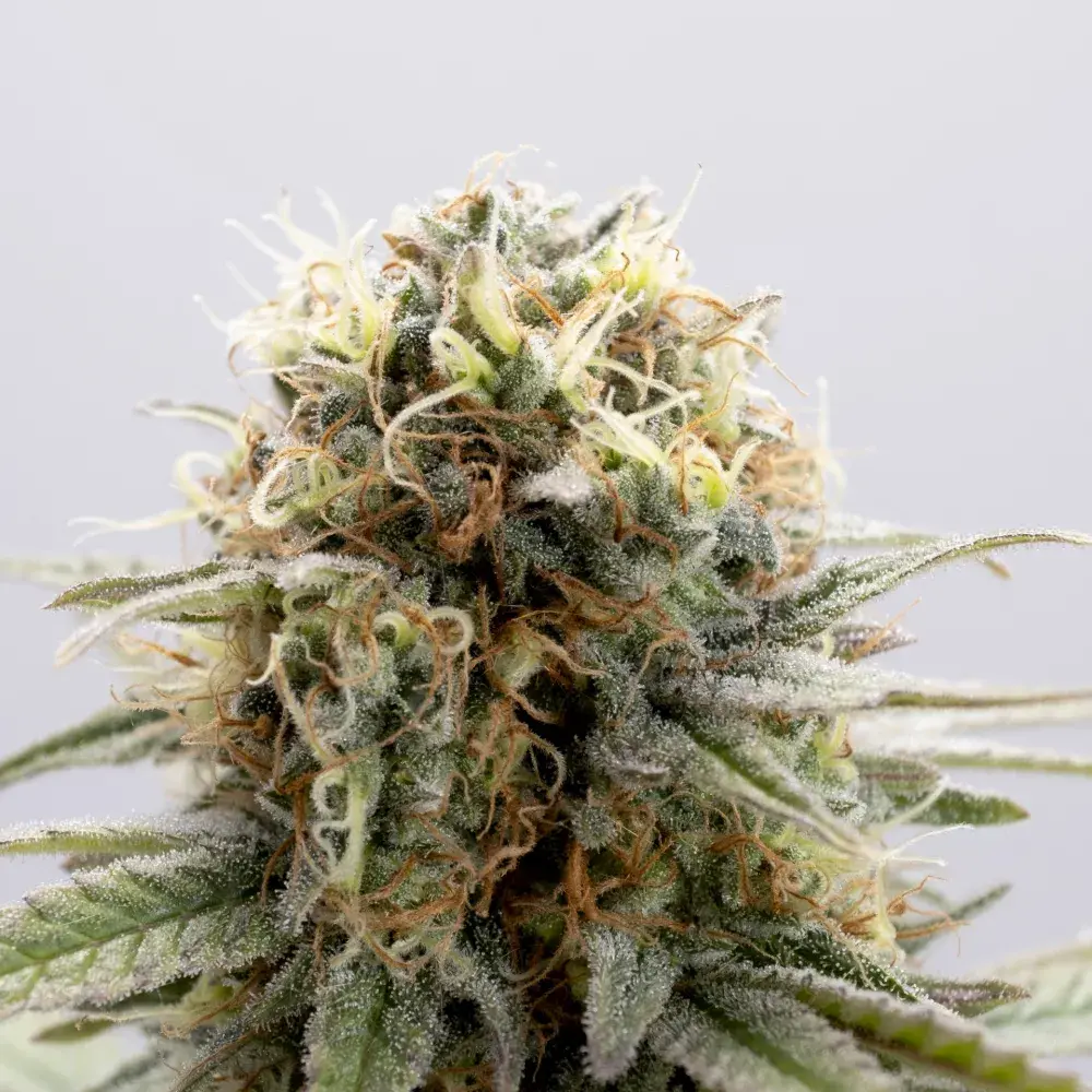 Girl Scout Cookies Feminised Cannabis Seeds | Kannabia