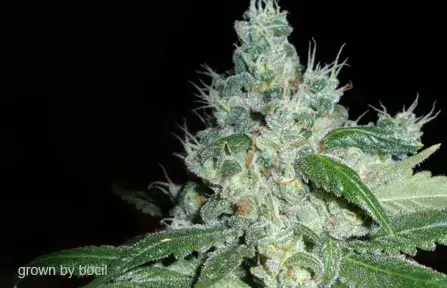 Gage Green Freedom Baby Cannabis Seeds