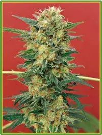 Ganesh Regular Cannabis Seeds