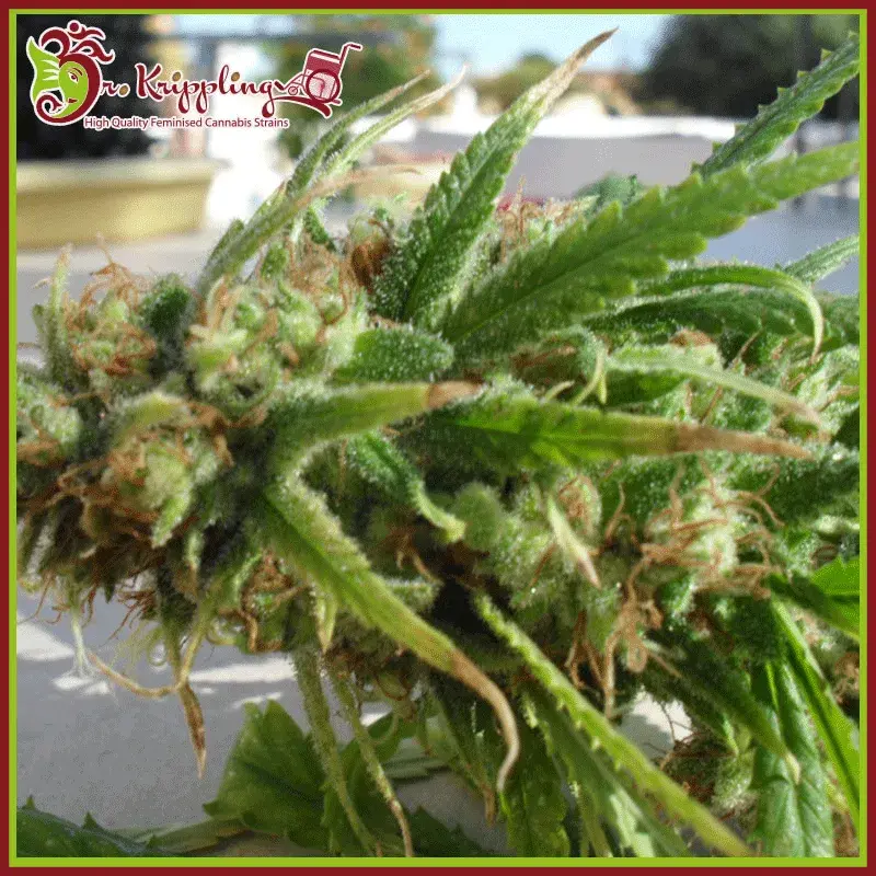 Ganj-nam Style Feminised Cannabis Seeds | Dr Krippling 