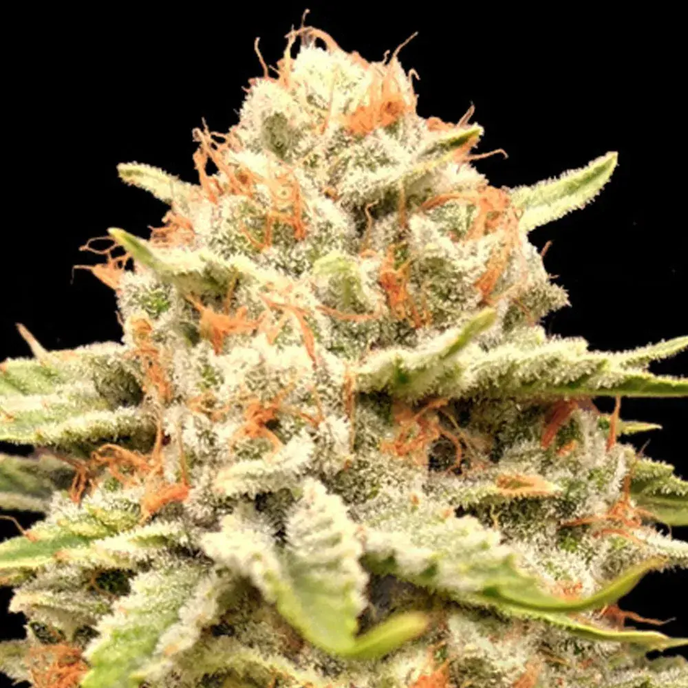 Garlicane Feminised Cannabis Seeds | Advanced Seeds 